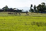 Thumbnail for File:Teff Village Oromia Ethiopia Oct19 R16 02202.jpg