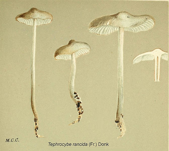 File:Tephrocybe rancida illustr.jpg