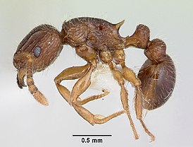 Tetramorium plesiarum