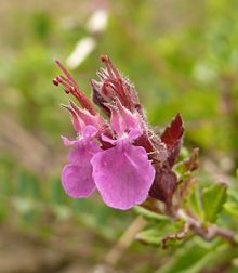 Fiore pseudobilabiato