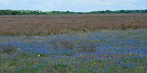 Lupinos de Texas (Lupinus texensis), Refugio Nacional de Vida Silvestre Attwater Prairie Chicken, condado de Colorado, Texas, EE. UU. (29 de marzo de 2019).