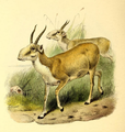 The book of antelopes (1894) Saiga tatarica.png