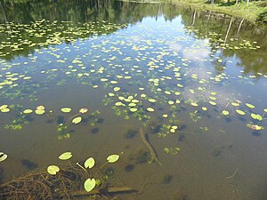 Lilla Mölnesjöns klara vatten i juni 2024.