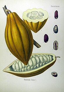 Какао — Википедия