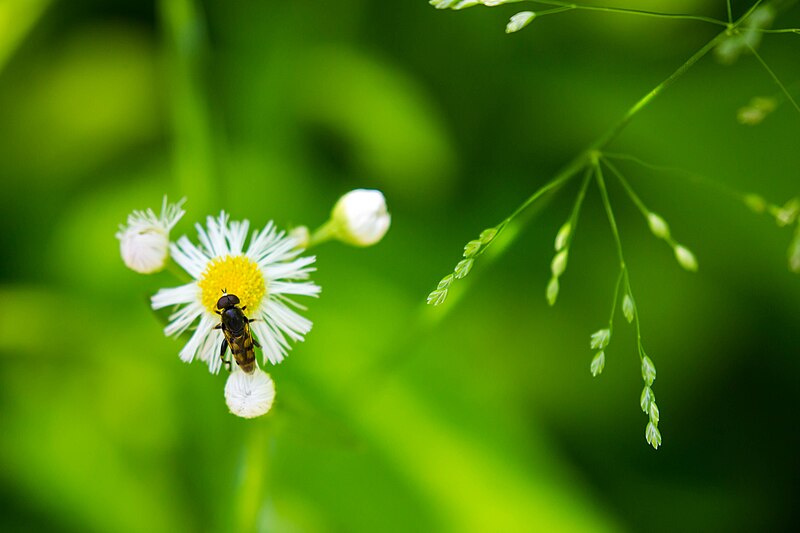 File:Thick-legged hoverfly (34004305205).jpg