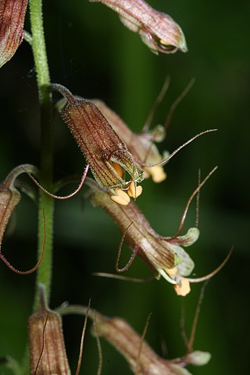 Tolmiea