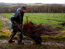 Tom Bray planting apple trees