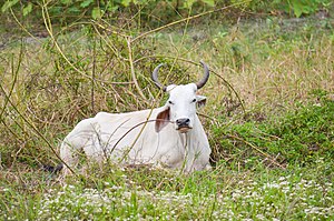 Sinh Vật Huyền Thoại