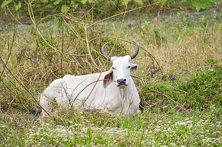 Sinh_vật_huyền_thoại