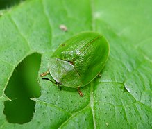لاک پشت سوسک. Cassida viridis - Flickr - gailhampshire.jpg