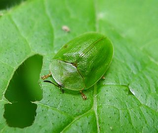 Cassidini Tribe of beetles