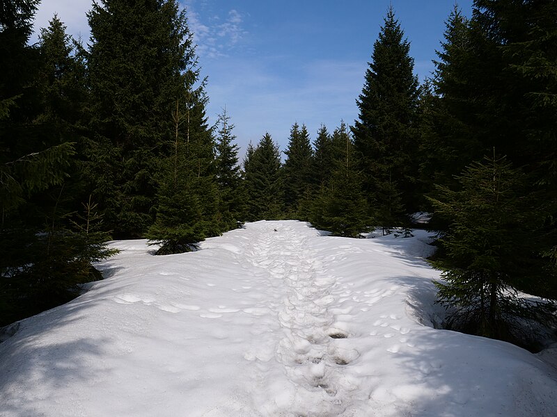 File:Track from Clausthaler Flutgraben to Harzhochstraße 11.jpg