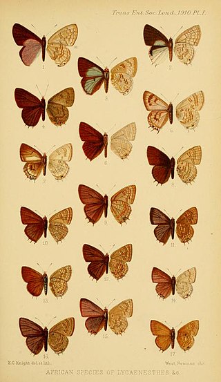 <i>Cupidesthes</i> Butterfly genus in family Lycaenidae