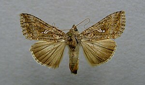 Trichoplusia ni