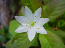 Trientalis europaea2. jpg