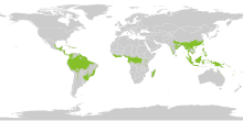 Tropical rainforest map Tropical wet forests.svg