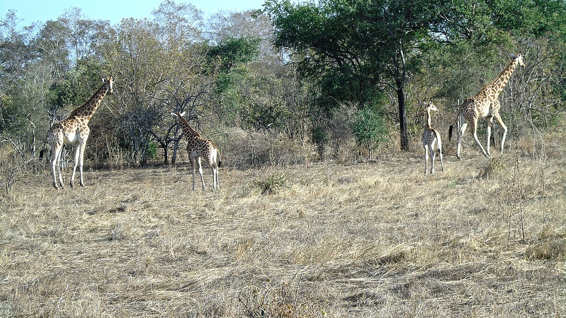 Nationalpark Zakouma