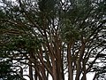 The Aperfield Cedar, one of the Great Trees of London, in Aperfield.