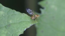 Soubor: Trypeta immaculata - 2018-07-17.webm