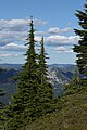 Pruche subalpine dans la Henry M. Jackson Wilderness.