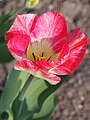 Tulipa 'Flaming Emperor', Tulipan 'Flaming Emperor', 2019-04-06