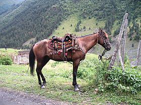 Touchine horse in Tushetia