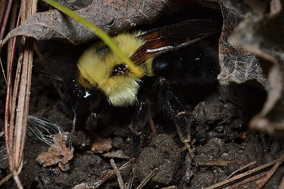 Brown-belted Bumble Bee (Bombus griseocollis)