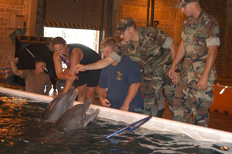 File:US Navy 050917-N-0793G-005 Rescued dolphins placed in a temporary saltwater pool facility at the Naval Construction Battalion Center Gulfport.jpg