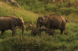 <span class="mw-page-title-main">Anamalai Tiger Reserve</span> Wildlife sanctuary and national park in Tamil Nadu, India