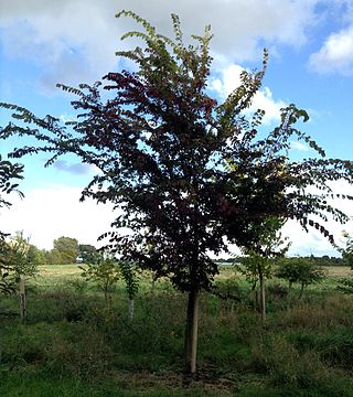 <i>Ulmus</i> Frontier Elm cultivar