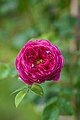 Rosa (Garden roses)?