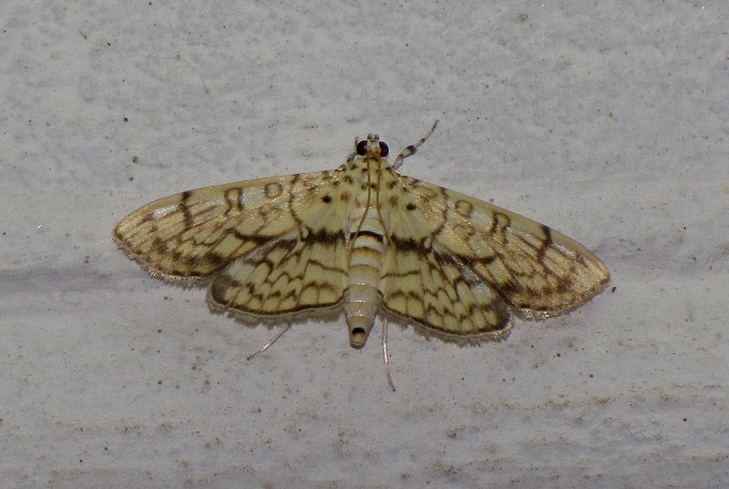 File:Unidentified moth 6158.jpg