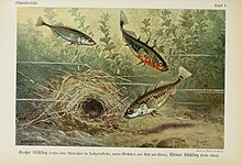 Illustration of nesting three-spined sticklebacks Unsere Susswasserfische (Tafel 4) (6102595905).jpg