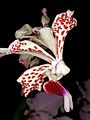 Vanda tricolor var. suavis flower