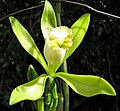 Vanilla bahiana flower