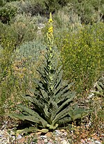 Verbascum Thapsus 3.jpg