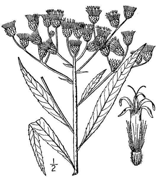 File:Vernonia gigantea.tif