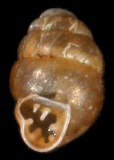 <i>Vertigo pusilla</i>