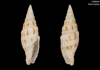 <i>Vexillum tanguyae</i> Species of gastropod