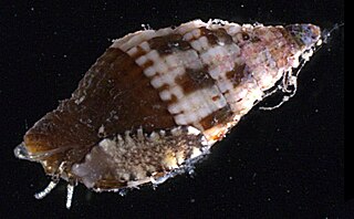 <i>Vexillum tusum</i> Species of gastropod