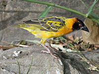 Weaver, Village Ploceus cucullatus