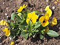 Viola cornuta 'Yellow Blotch', Fiołek rogaty 'Yellow Blotch', 2023-04-16