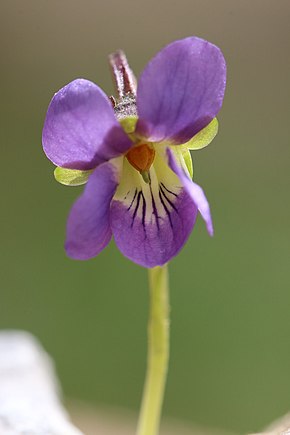 Descripción de la imagen Viola pyrenaica4.jpg.