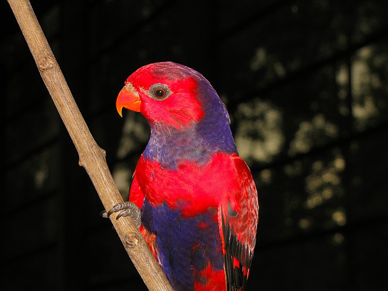 File:Violet-necked Lory Eos squamata (6969987780).jpg