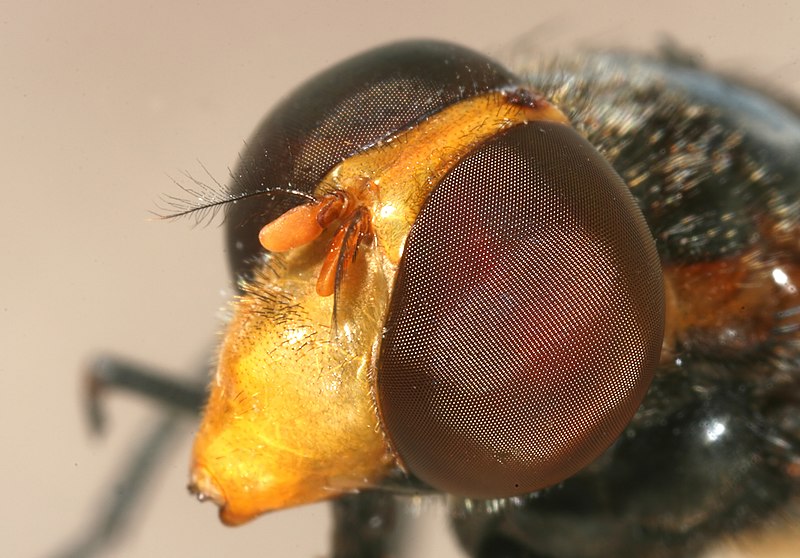 File:Volucella pellucens head complete Richard Bartz.jpg