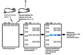 <span class="mw-page-title-main">Immunoproteomics</span> Study of large set of protein