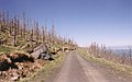 Trees killed by acid rain pollution, Erzgebirge, Germany