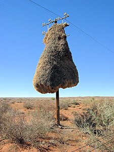 Nest van republikeinwevers op een telefoonpaal in Zuid-Afrika.