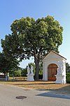 Summer linden tree