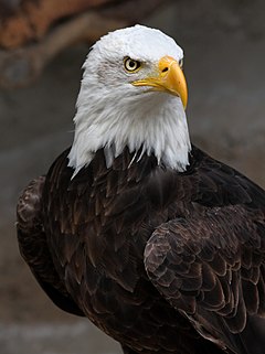 240px-Weisskopf_Seeadler_haliaeetus_leucocephalus_8_amk